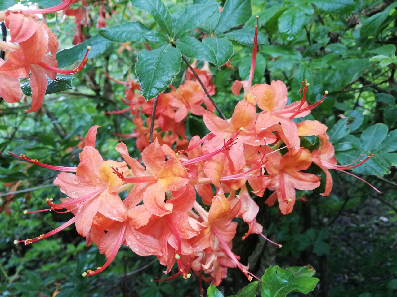 Unknown Denny Pratt seedling